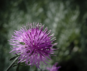 centaurea scabiosa