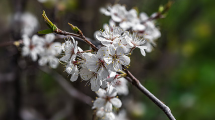 Cherry tree branch with blossoming flowers