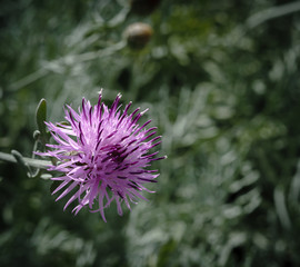 centaurea scabiosa