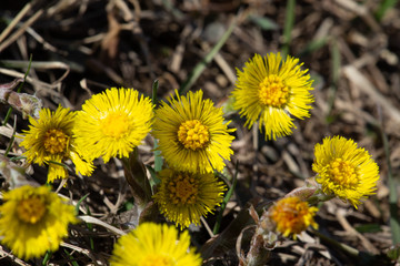 The first yellow flowers grow on the ground