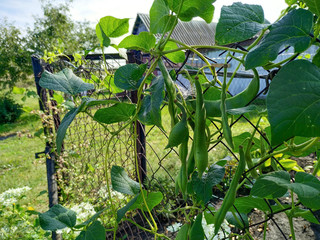Phaseolus vulgaris, also known as the common bean, grows on metal grid fence on farm in sunny day. Organic food theme.