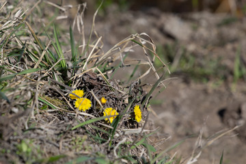 The first yellow flowers grow on the ground