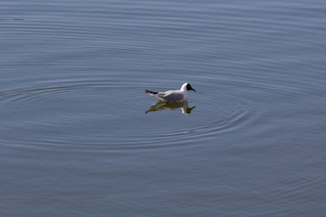 a bird sits on the water and circles on the water