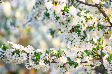 Branches of blossoming apricot macro with soft focus on gentle light blue sky background. For easter and spring greeting cards with beautiful floral spring abstract background of nature