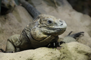 galapagos land iguana