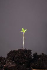 young marijuana plant in the ground on a gray background.green cannabis sprout