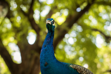 Obraz premium Close-up of a beautiful and colorful peacock in Zanzibar, Tanzania