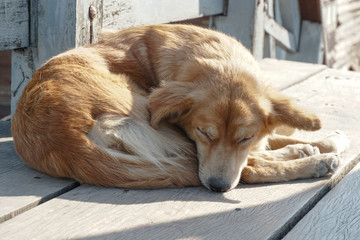 dog sleeping on the floor
