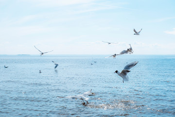 Fototapeta na wymiar A flock of seagulls flies over the water. Flying gulls. Photo of the sky, sea and gulls.