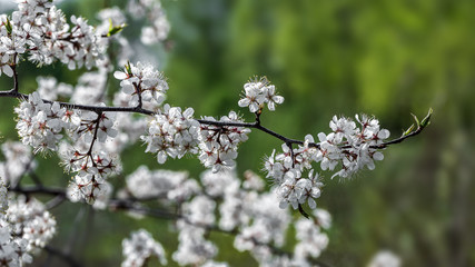 Cherry tree branch with blossoming flowers