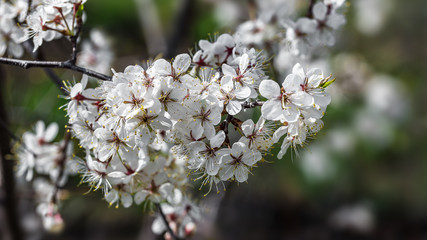 Cherry tree branch with blossoming flowers