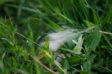 Obraz premium animal hair left in the forest on the grass