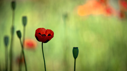 Poppy flower against green field in a windy day.Closeup of the poppy flowers in springtime.Wild...
