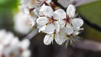 Cherry tree branch with blossoming flowers