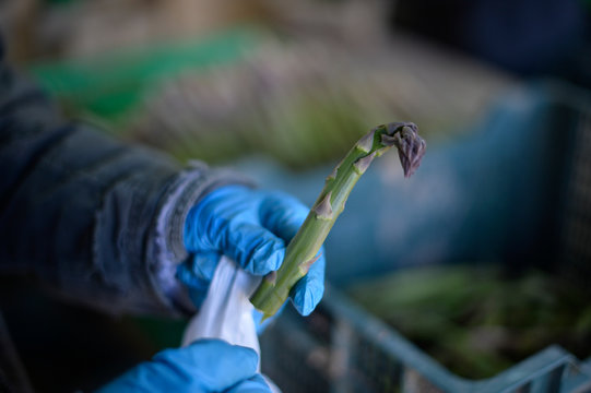 Agricultura ecol&oacute;gica esparragos