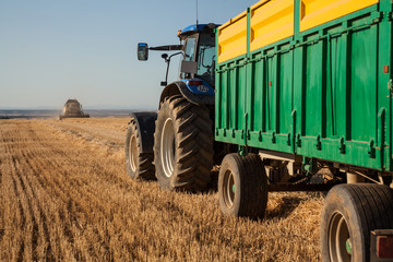 Obraz premium yellow harvesting machine, harvesting a wheat field at sunset on a summer day. side view of a trailer and tractor