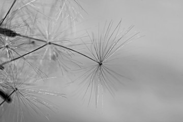 Monochrome dandelion seed closeup