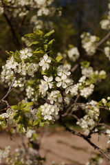 white cherry blossoms in the sunlight