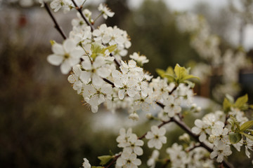 white cherry blossoms in the sunlight