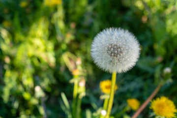 White dandelion on a forest meadow