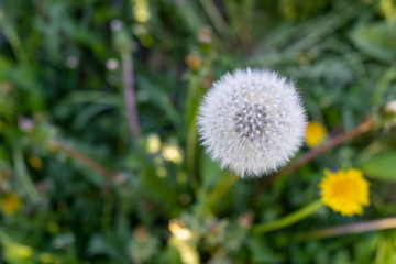 white dandelion in a forest clearing top view