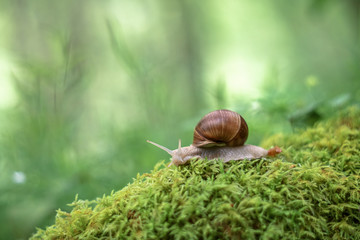 Snail on the moss vintage lens rendering