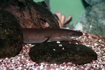 European eel - Anguilla anguilla