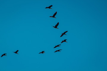 birds in flight