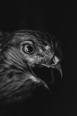 eagle on a black background
