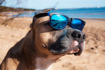 Fototapeta na wymiar Dog in sunglasses at the sea. Cool dog with glasses. Staffordshire Bull Terrier in sunglasses on the beach. Photo of a dog wearing glasses.