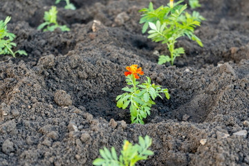 Planting marigolds in a flower bed, street improvement