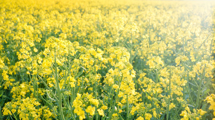 Rapeseed field, during the flowering period
