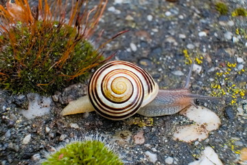 Close-up of a Grove snail or brown-lipped snail, Cepaea nemoralis © @escarlosfx