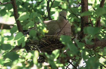 A wild pigeon is sitting in a nest. The bird is sitting on the eggs.