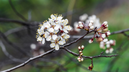 Cherry tree branch with blossoming flowers