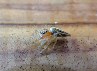 A tropical spider on a table