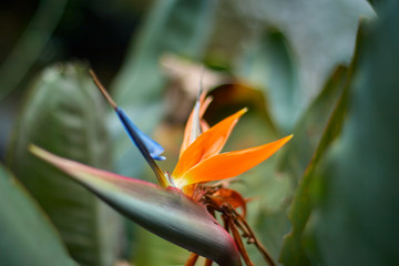 Fototapeta na wymiar Bird of paradise flower Strelitzia starting to wither