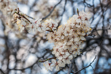 Cherry tree branch with blossoming flowers