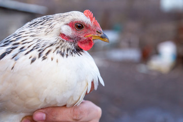 Close up of black and white free range chicken in farmers hands