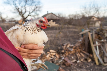 Close up of black and white free range chicken in farmers hands