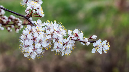Cherry tree branch with blossoming flowers