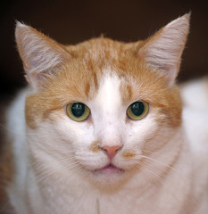red and white cat