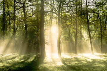 Fototapeta premium Bright morning in the forest with mist
