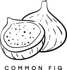 Common fig. Vector black and white illustration of figs. Sketch. Hand drawn tropical fruit.