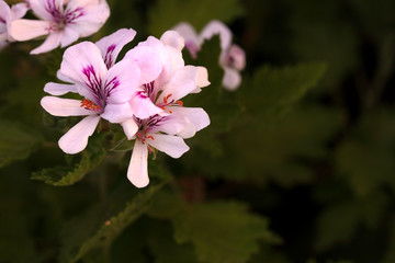 citronella flower on green