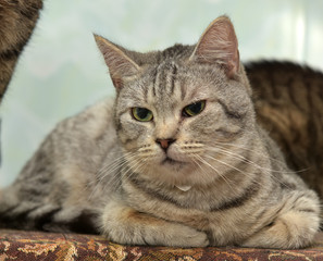 gray cat with stripes lies pursed paws