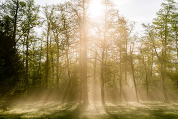 Bright morning in the forest with mist
