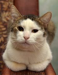 white with brown cat