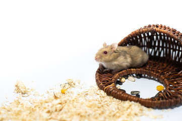 Cute hamster with his wooden house
