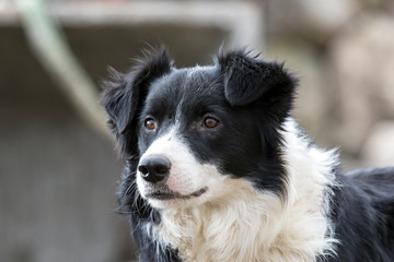 Female Border Collie.